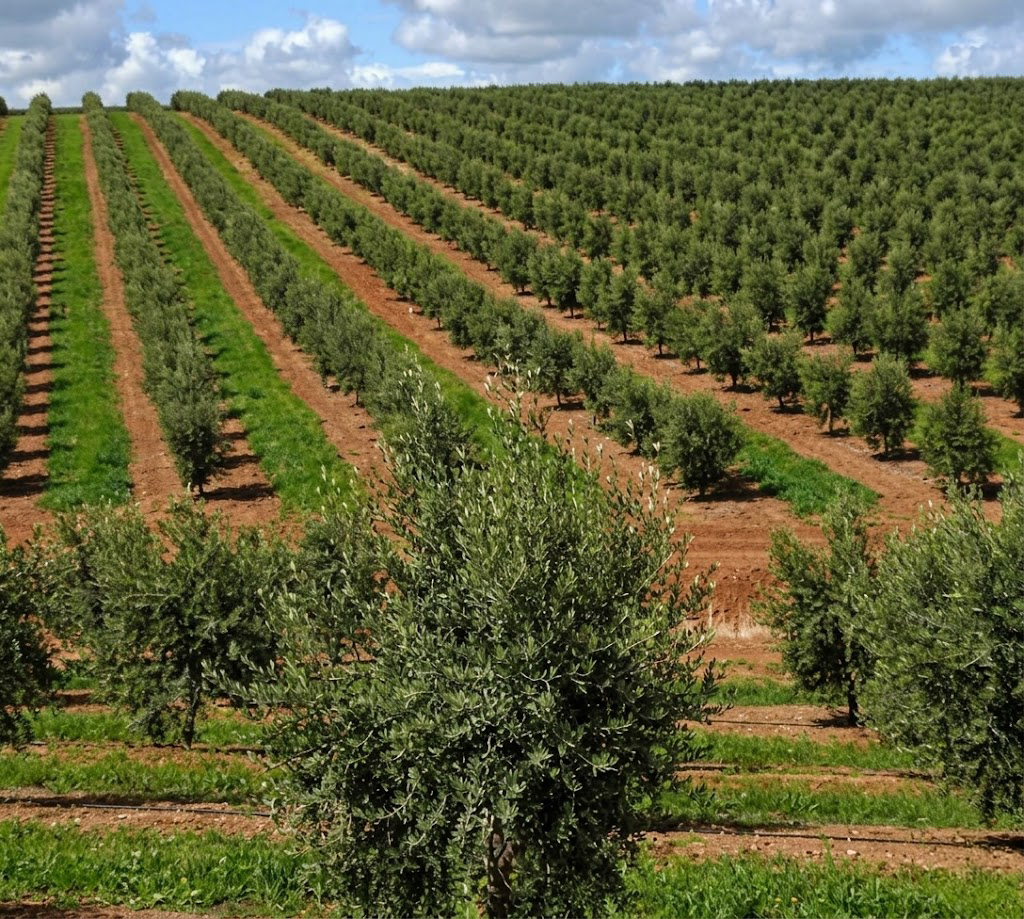 Reihen von Bäumen in einer Plantage auf hügeligem Feld unter blauem Himmel